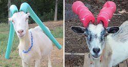 Enlace a Fotos de cabras revoltosas a las que hubo que poner churros de piscina por seguridad