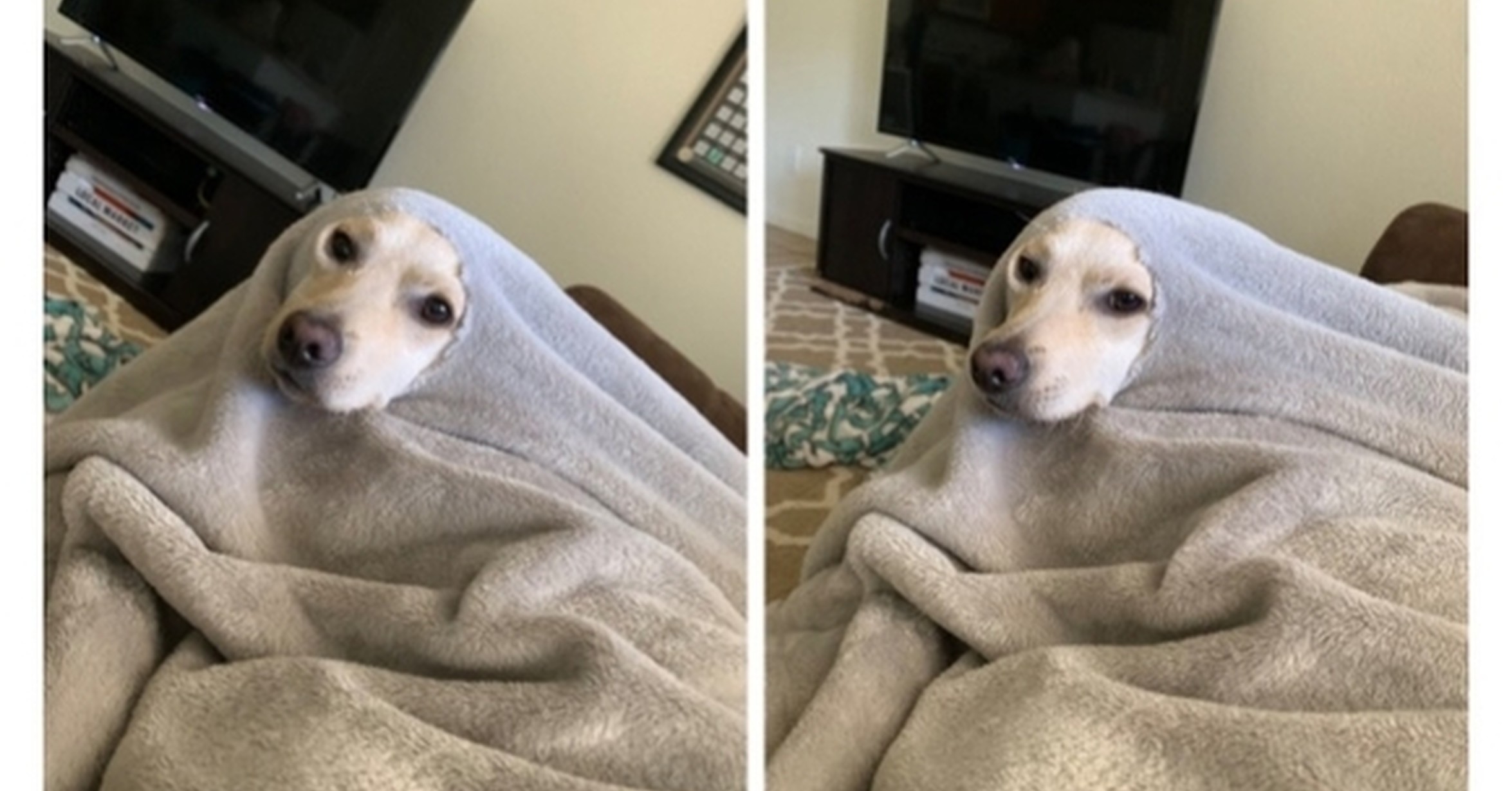Собака прикол с одеялом