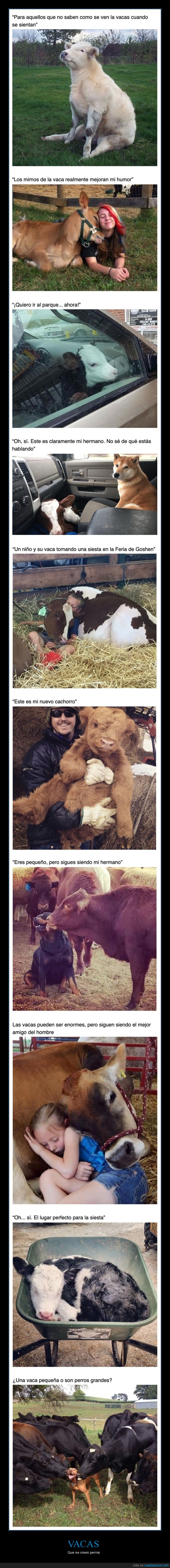 vacas,perros