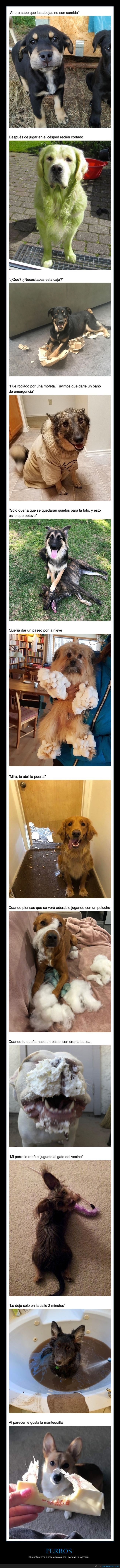 perros,fails