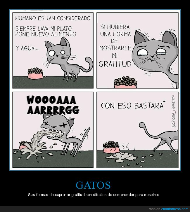 gato,gratitud,vómito