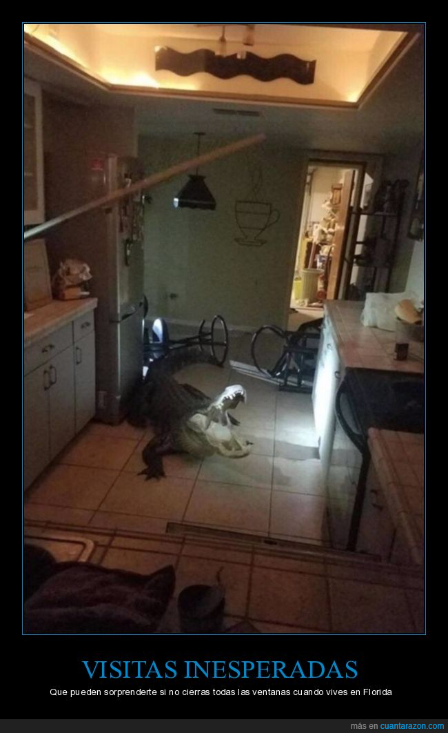 cocodrilo,casa,wtf