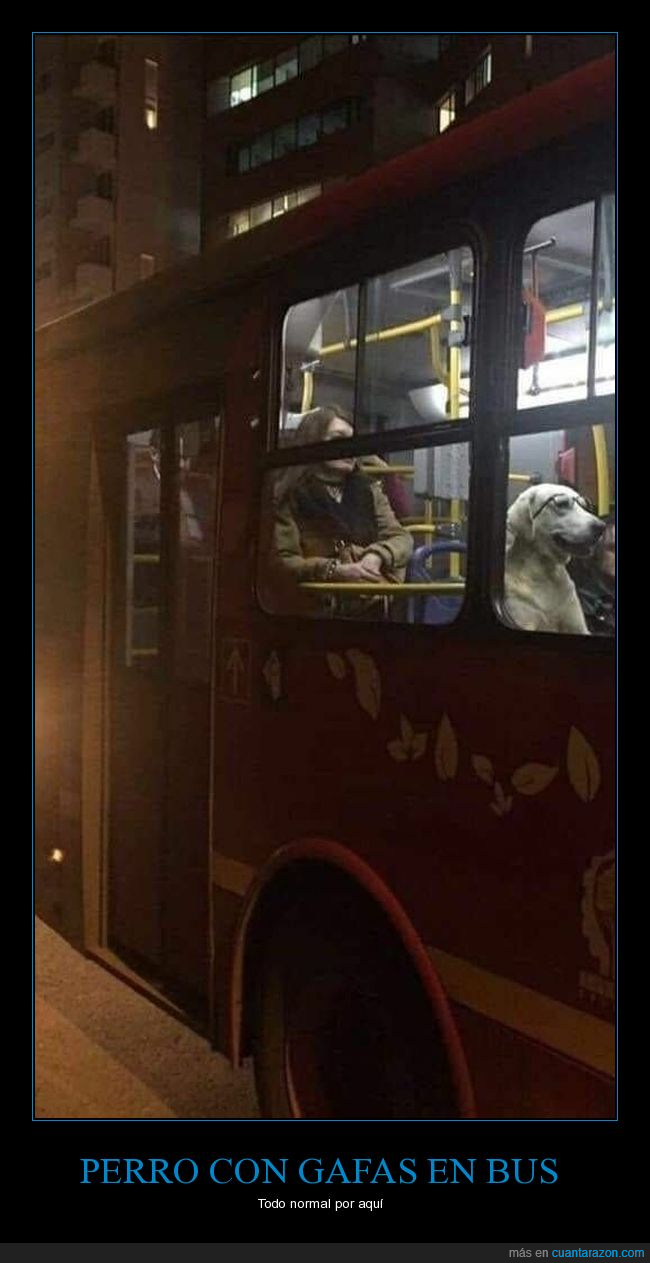 autobús,perros,gafas,wtf