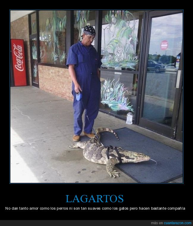 lagarto,mascota,wtf