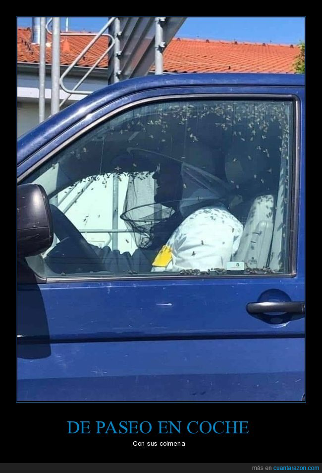 coche,abejas,wtf