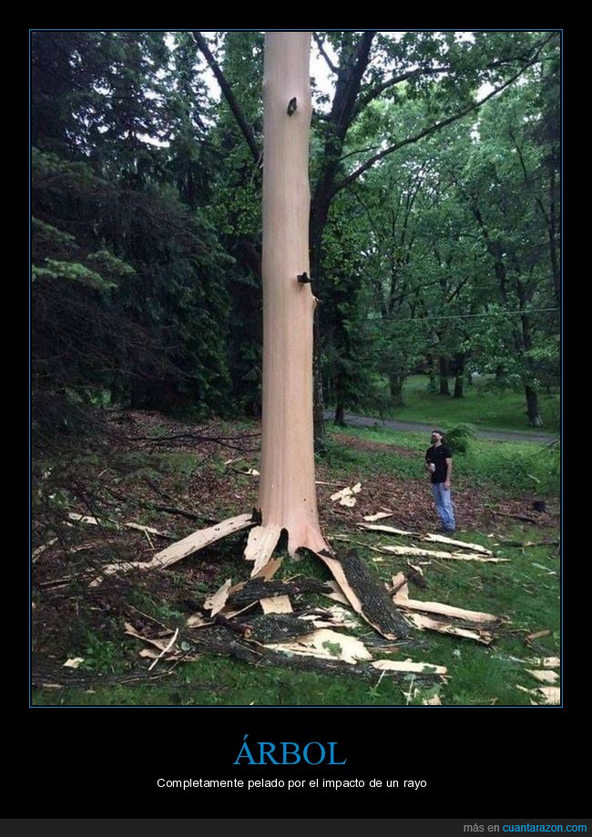 árbol,pelado,rayo