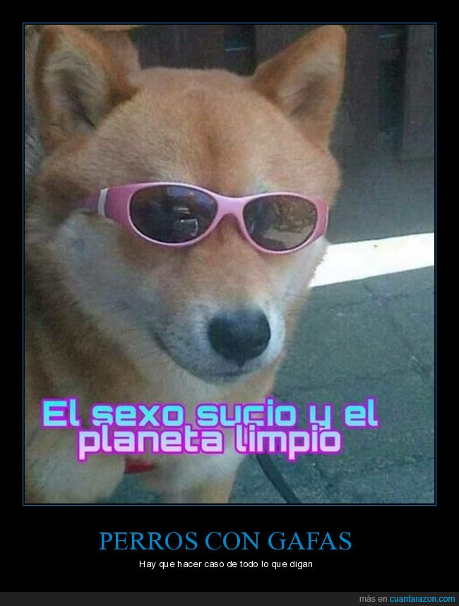sexo,sucio,planeta,limpo,perro,gafas de sol