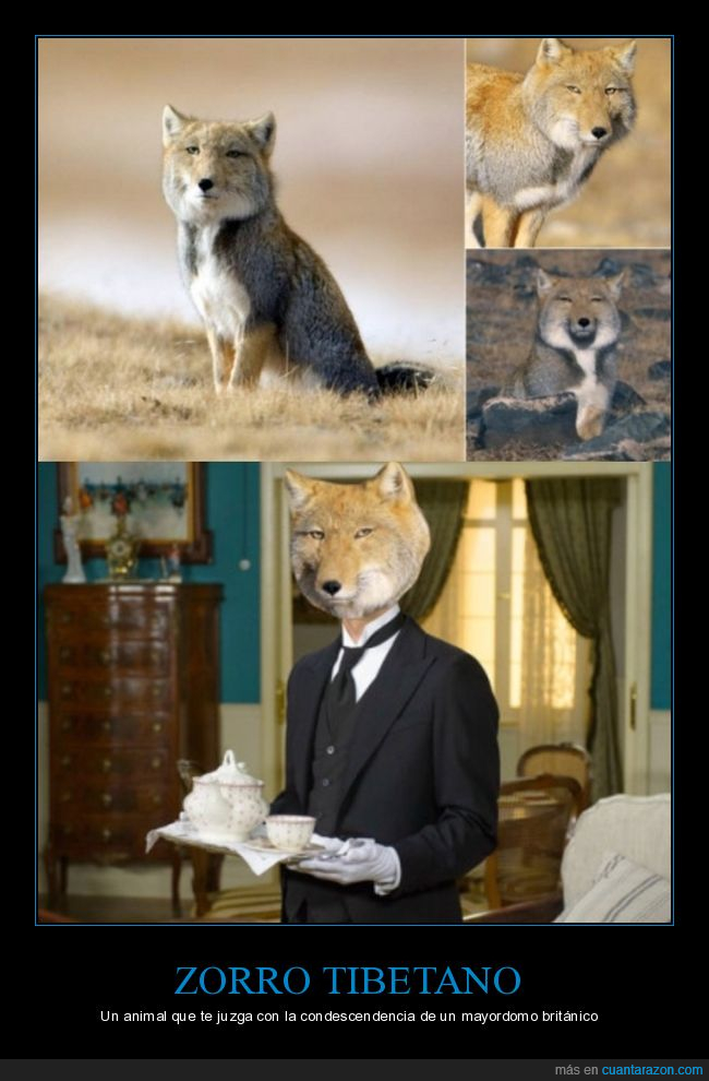 zorro tibetano,zorro,juzgar,condescendencia,mayordomo