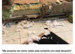Enlace a Animales que han perdido todo el sentido de la vergüenza