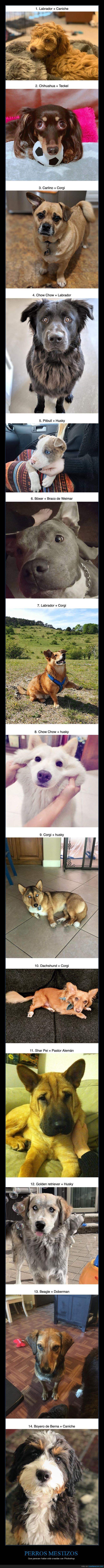 perros,mestizos,razas