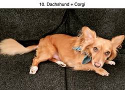 Enlace a Perros mestizos que parecen haber sido creados con Photoshop