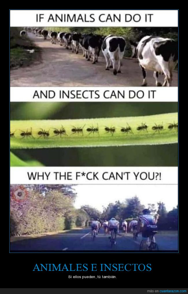 animales,insectos,fila,ciclistas