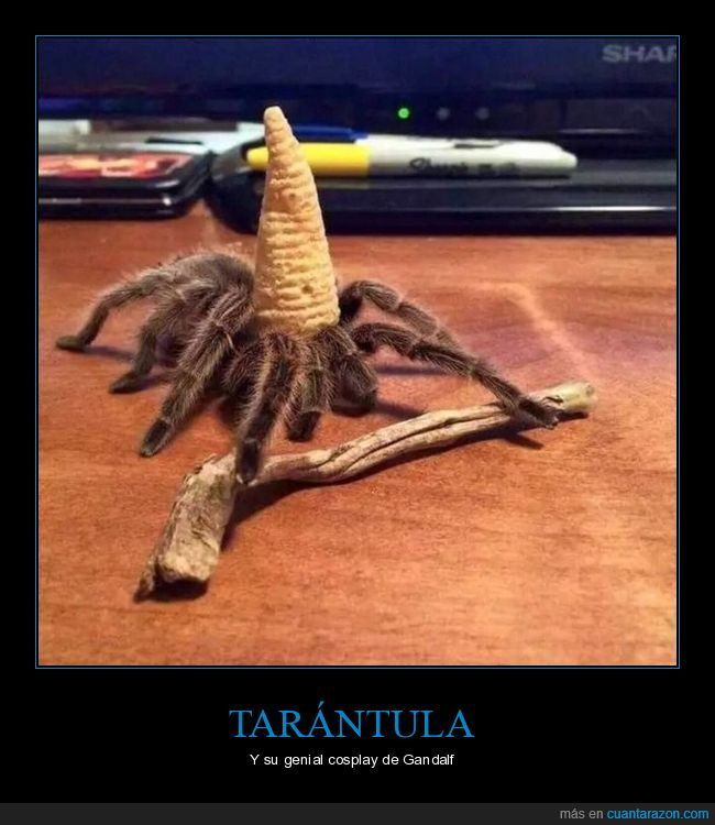 tarántula,araña,cosplay,gandalf,el señor de los anillos