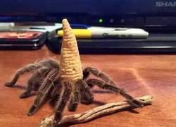 Enlace a Cosplay arácnido