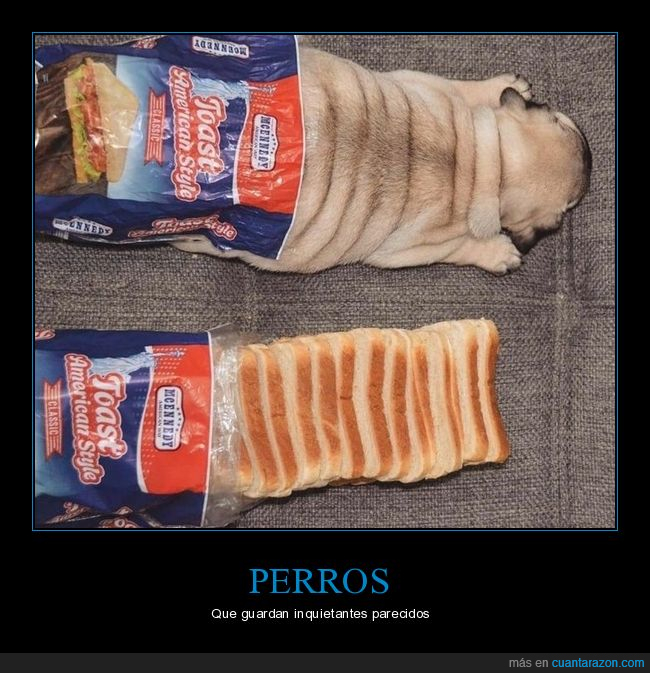 perro,carlino,pan de molde,parecidos