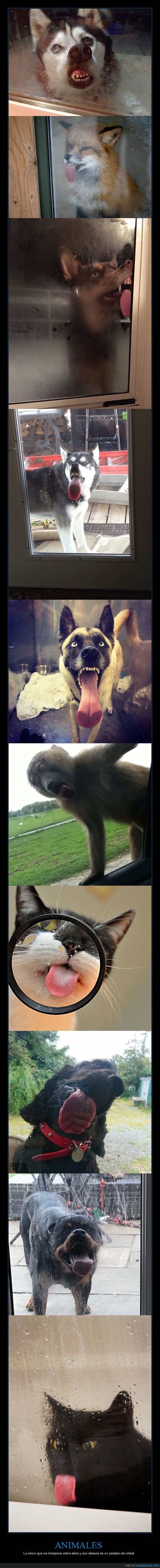 animales,cristales,caras,wtf