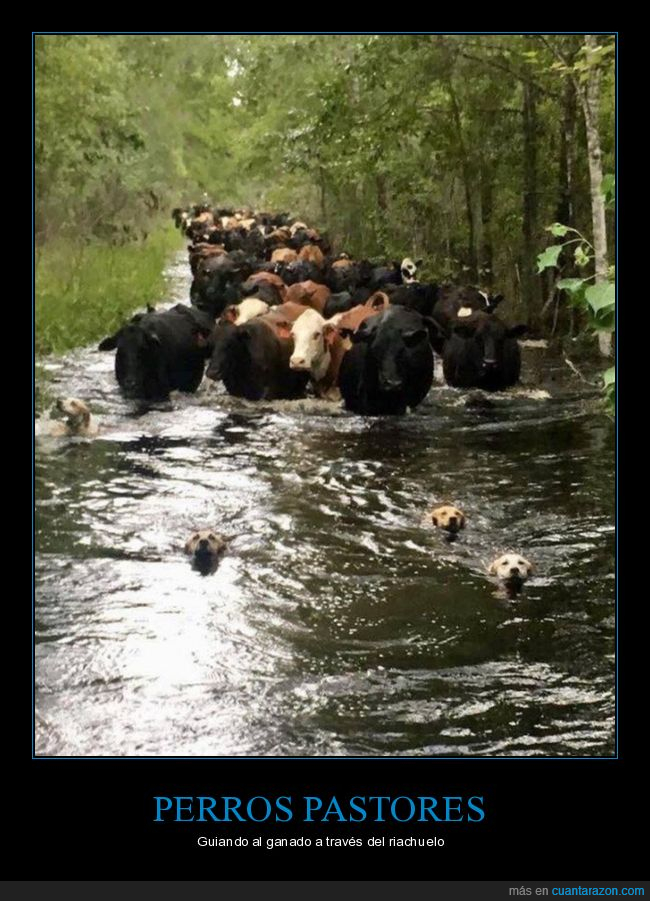 perros,guiando,vacas,río