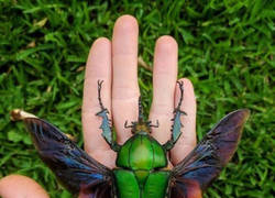 Enlace a Enorme escarabajo