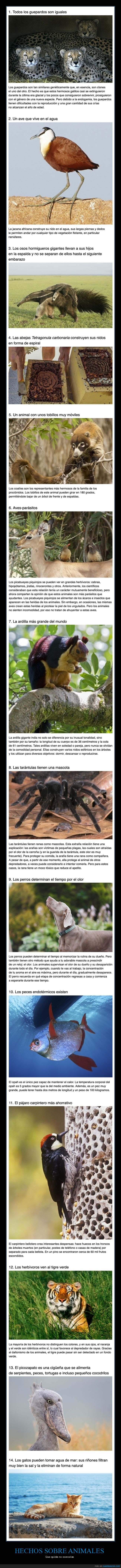animales,curiosidades