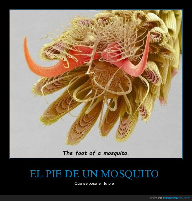 pie,mosquito,curiosidades