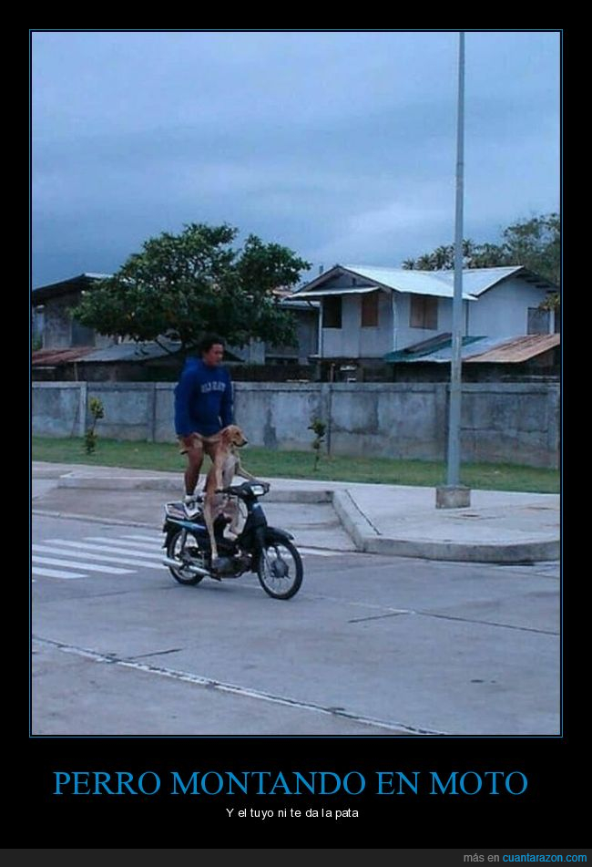 perros,moto,de pie,wtf