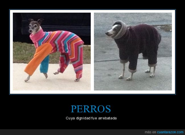 perros,ropa,wtf