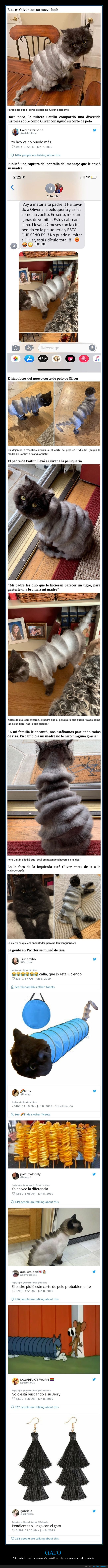 gatos,peluquería,corte de pelo,acordeón