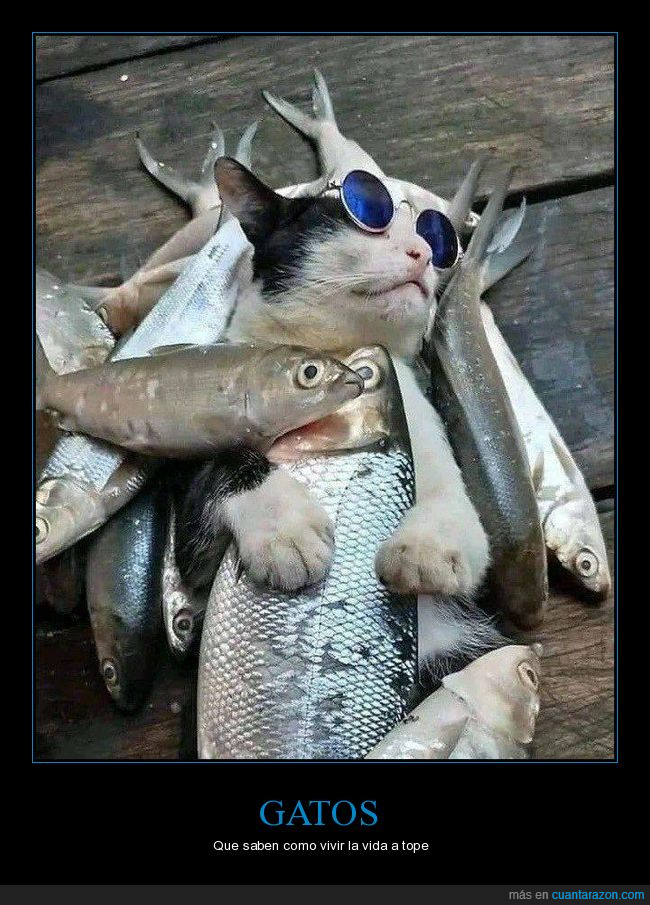 gatos,peces,wtf