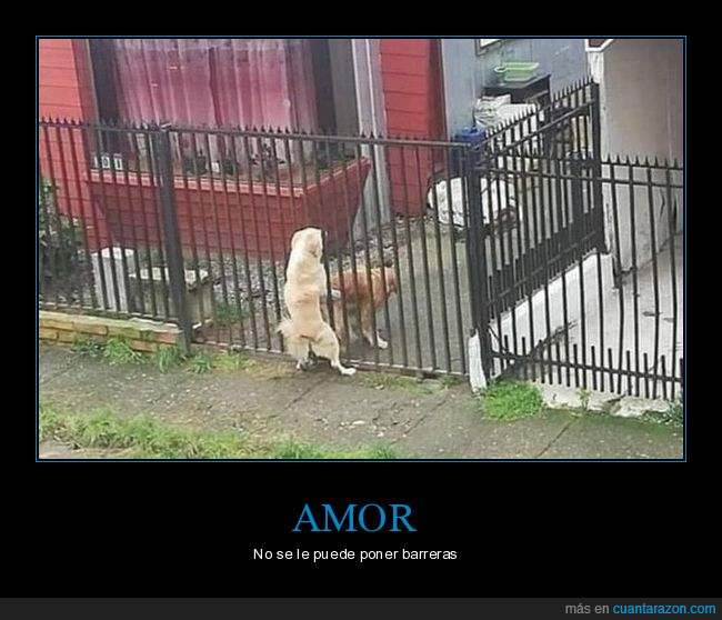 perros,verja,amor