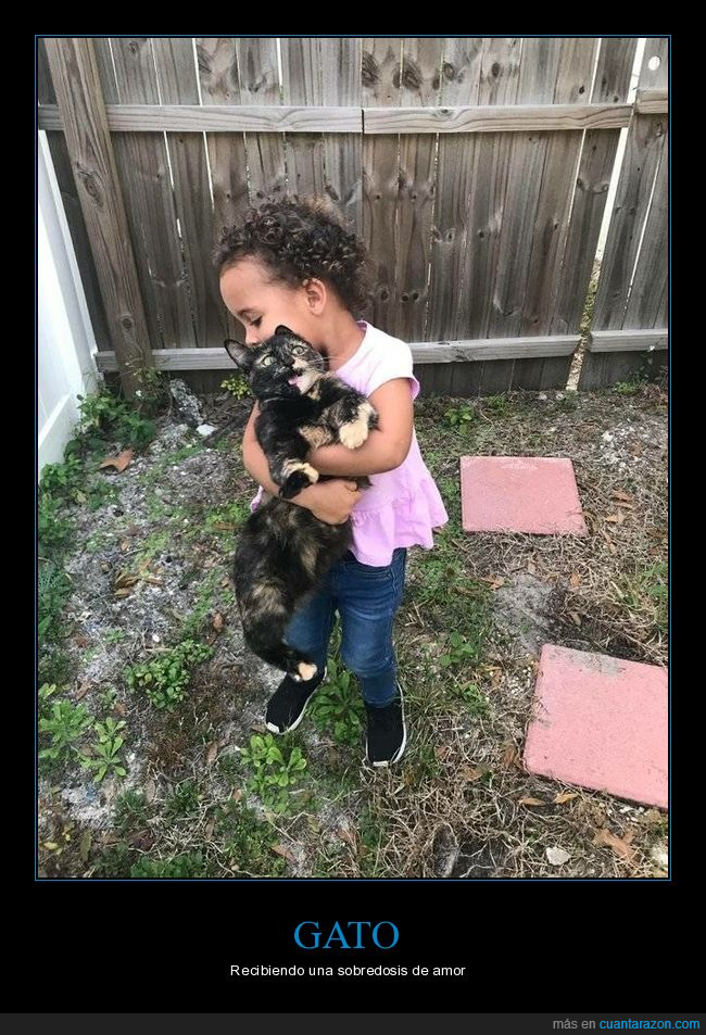 gatos,cara,niña,abrazo