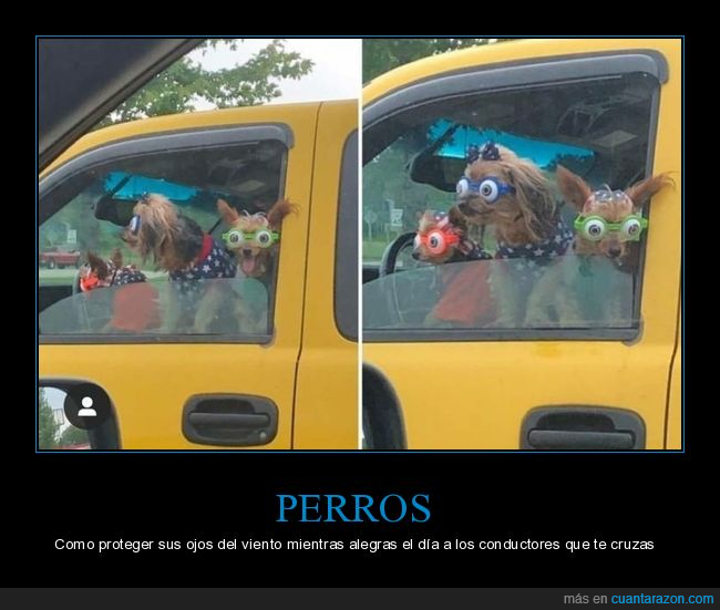 perros,coche,gafas,ojos