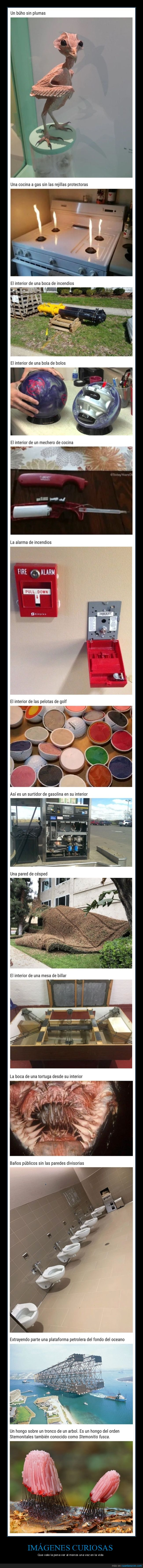 imágenes curiosas,curiosidades