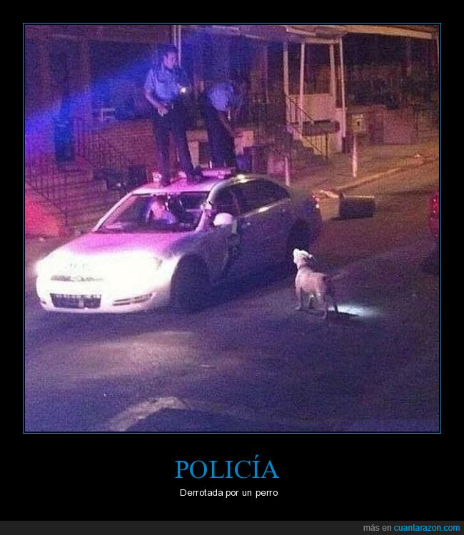 policía,coche,perro,fail