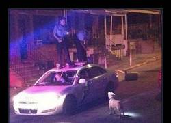 Enlace a Policías polis