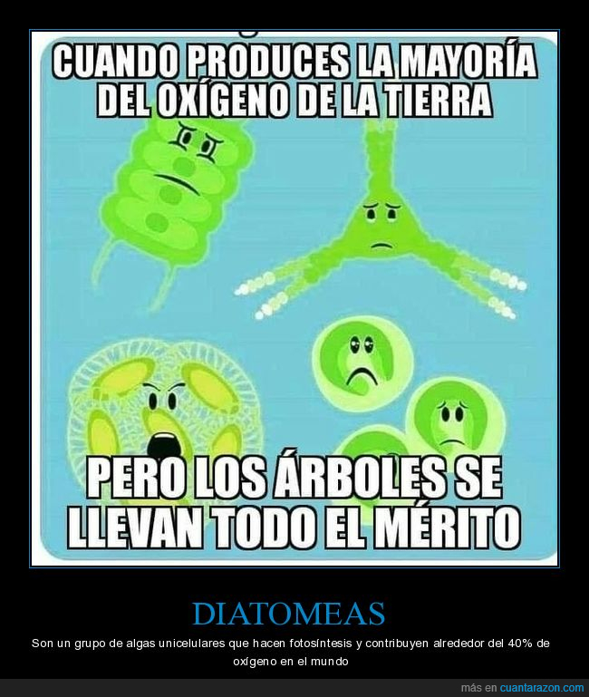oxígeno,árboles,mérito,diatomeas,algas,fotosíntesis,curiosidades