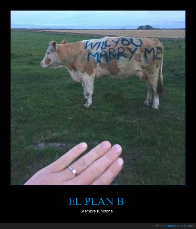 vaca,proposición,wtf