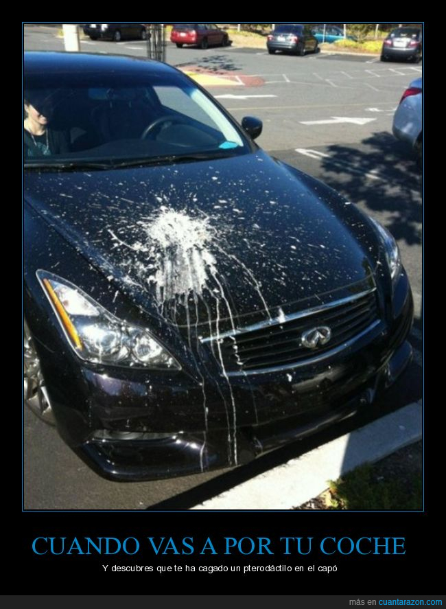cagar,pterodáctilo,coche,wtf