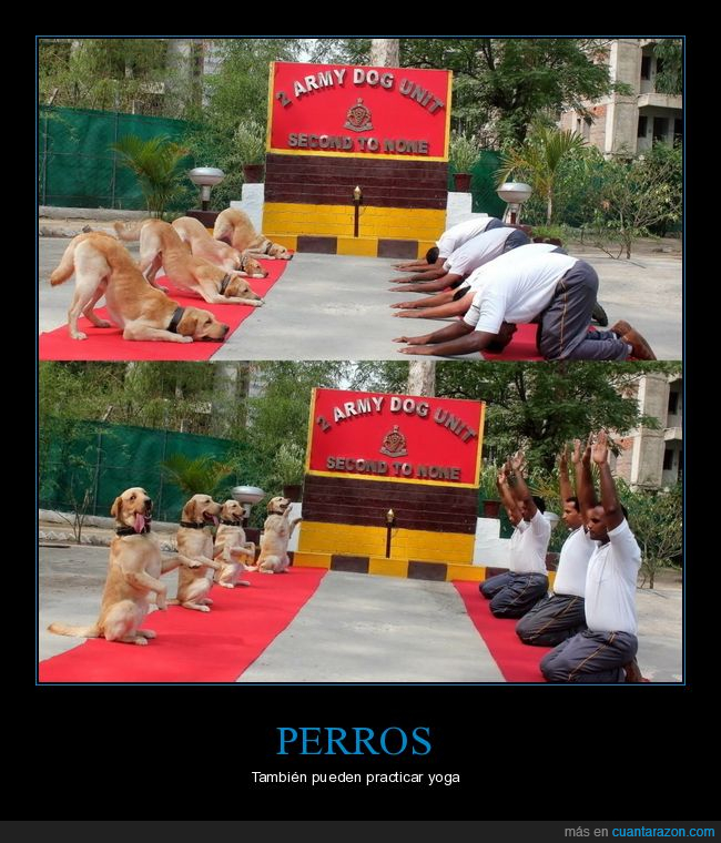 perros,yoga,posturas