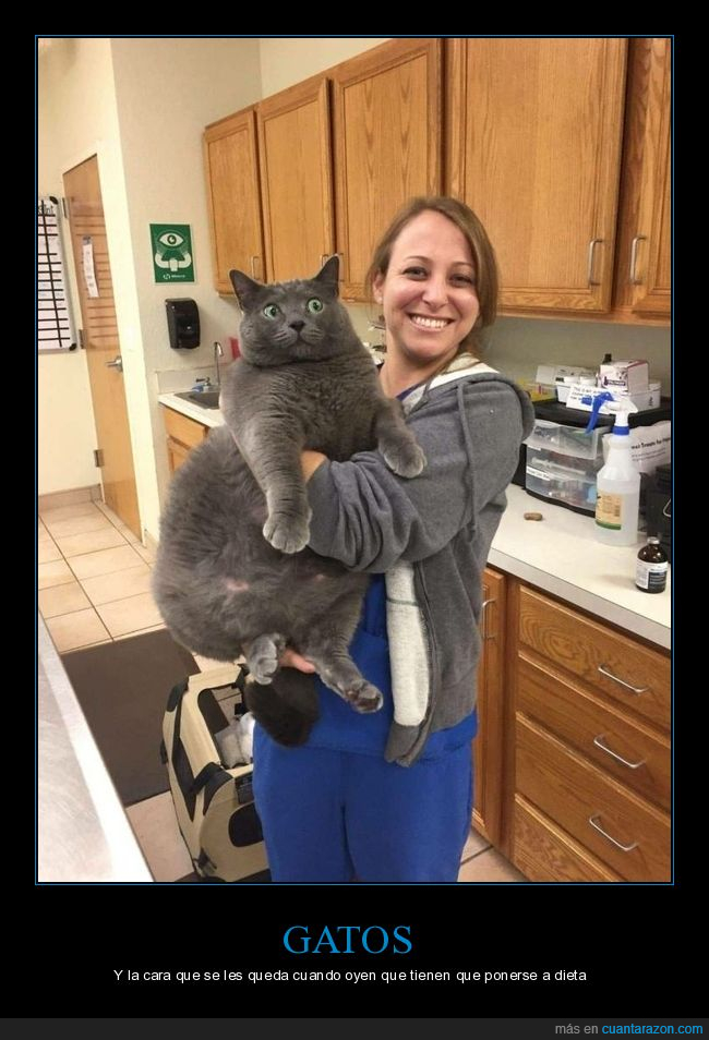 gatos,gordo,dieta,cara