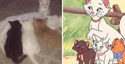 Enlace a Estos dueños llamaron a su gata Duquesa, y luego ella dio a luz a todos los gatitos de Los Aristogatos