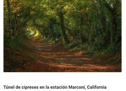 Enlace a Los túneles de árboles más mágicos del mundo