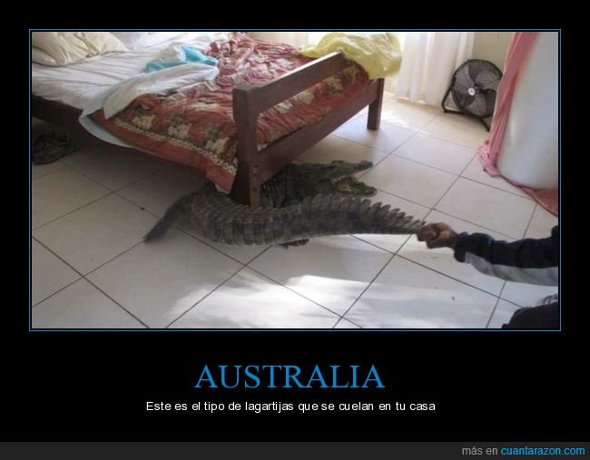 cocodrilo,casa,wtf