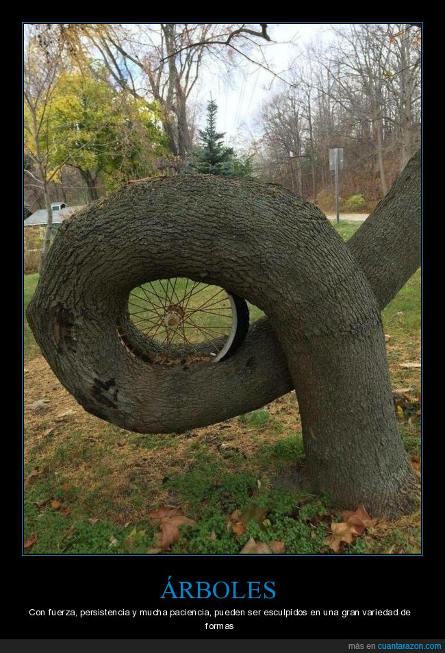 árbol,rueda,forma,wtf