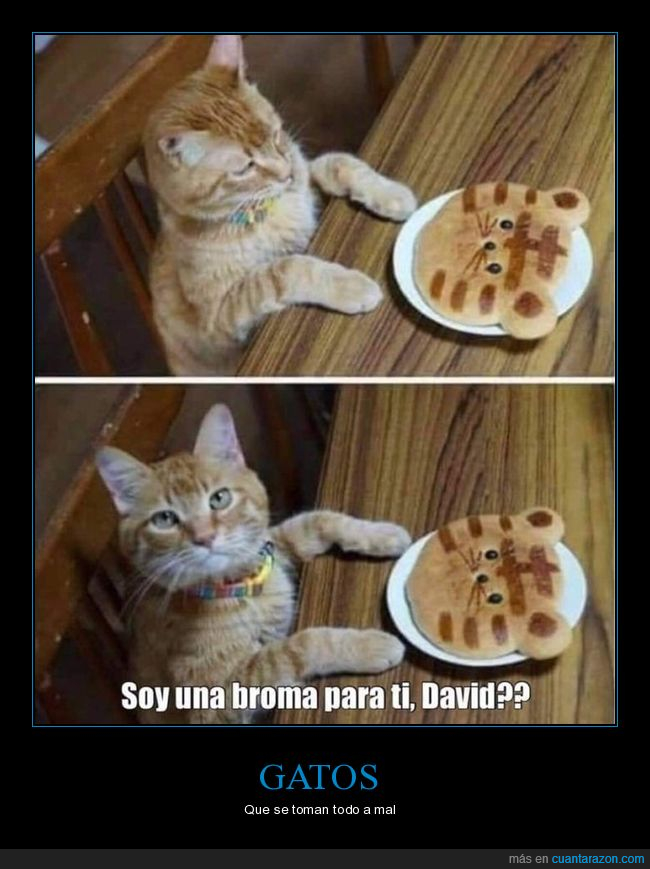 gato,broma