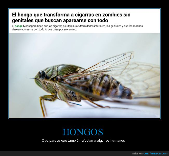 hongo,cigarras,zombies,aparearse,wtf