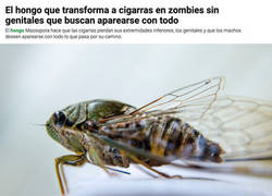 Enlace a El ataque de las cigarras zombies