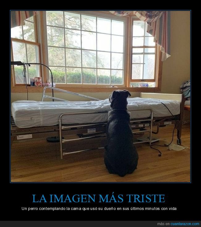 perros,mirando,cama,due&ntilde;o