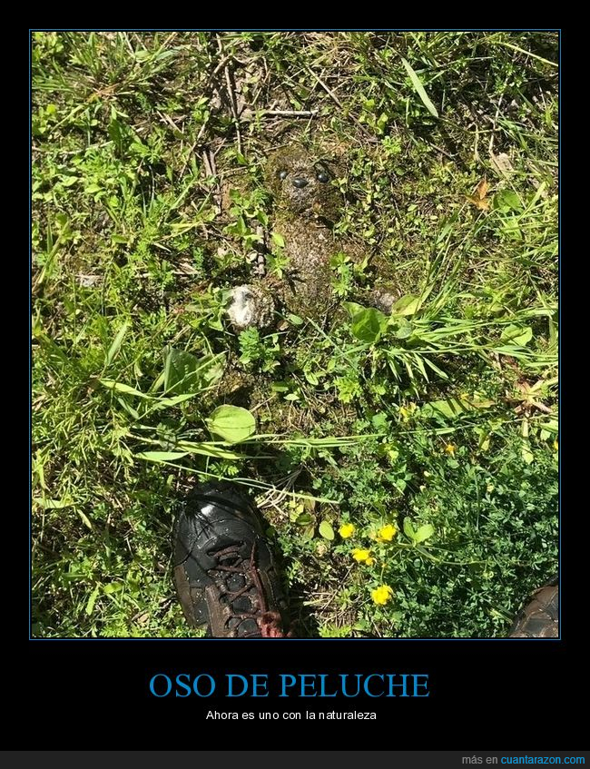 oso de peluche,vegetación