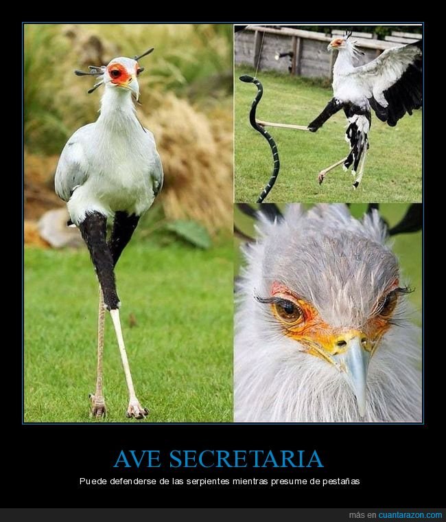 ave secretaria,serpiente,pestañas