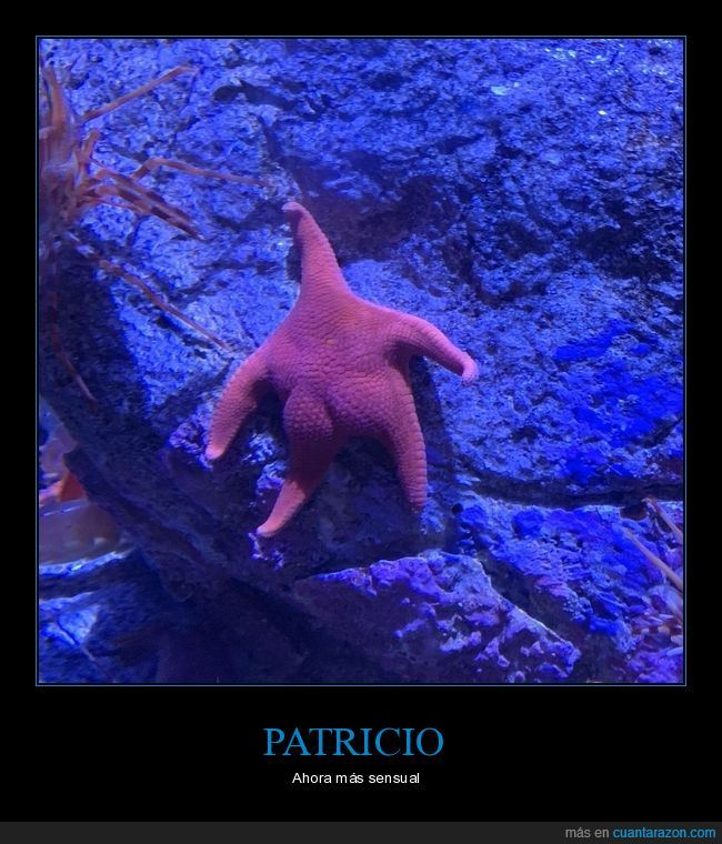 patricio,culo,estrella de mar